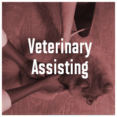 Veterinary Assisting degree information